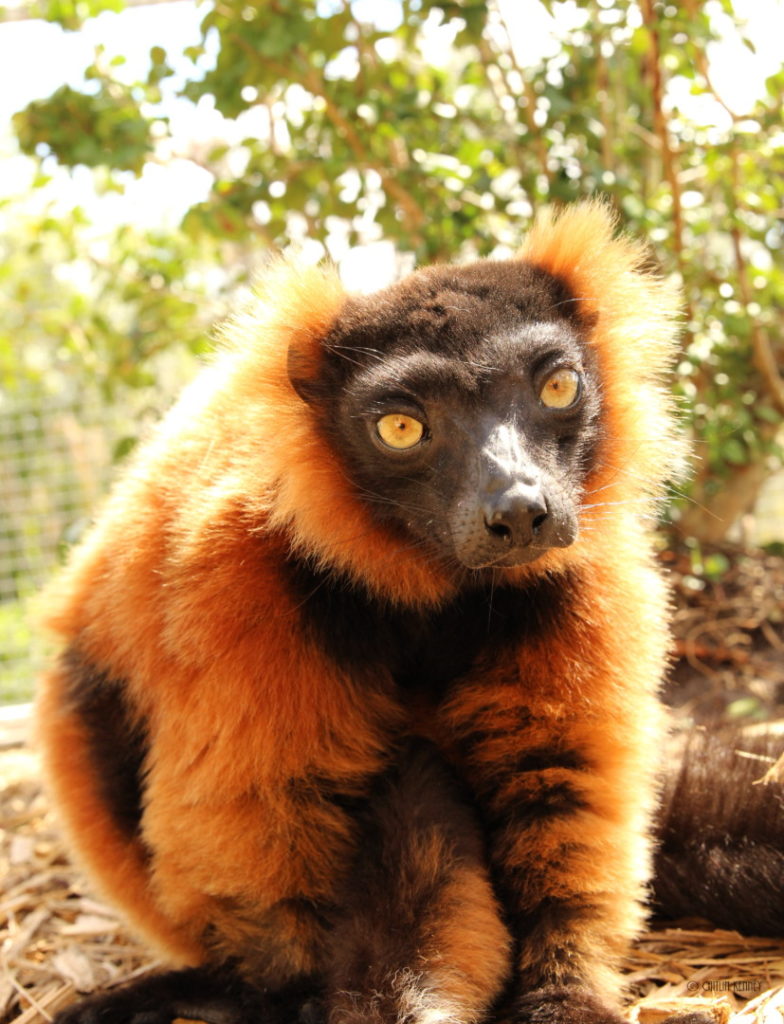 Red ruffed lemur Volana sitting on ground