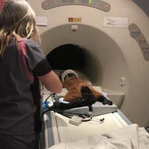 Red ruffed lemur Volana in MRI machine