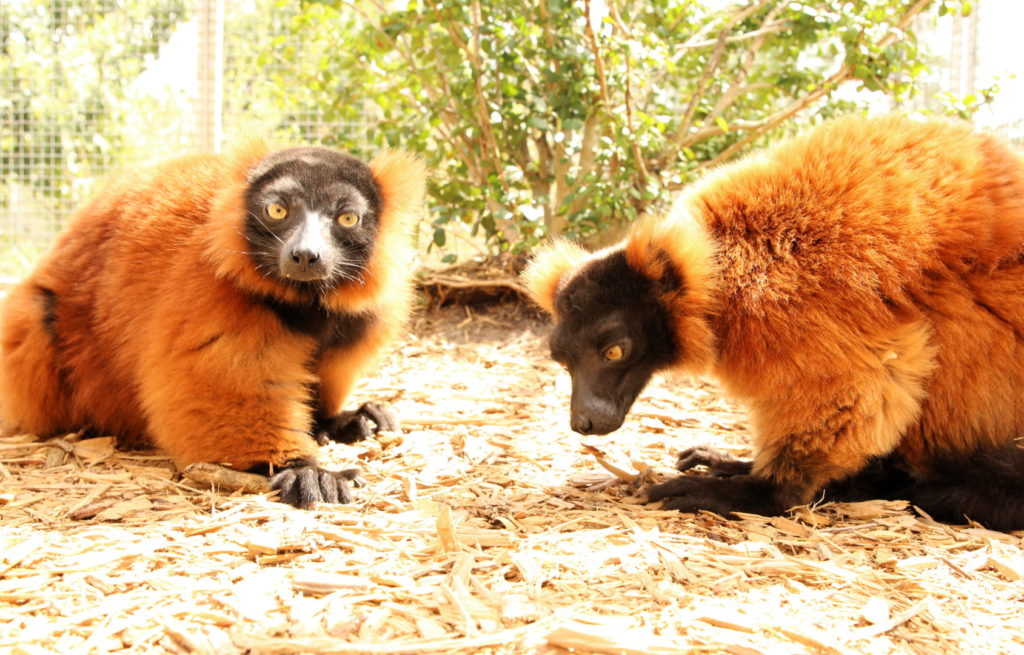 Red ruffed lemurs Demi and Volana sitting on ground