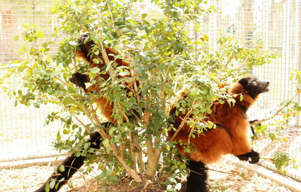 Red ruffed lemurs Volana and Demi sitting in bush