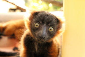 Red ruffed lemur infant Betsiboka looks at camera