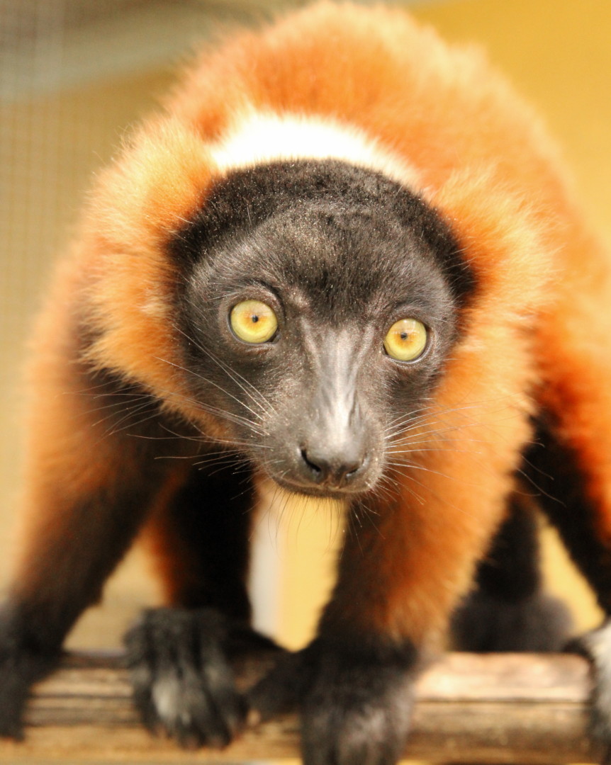 Red ruffed lemur triplet Betsiboka