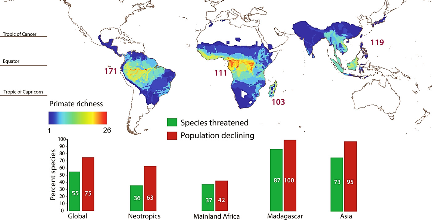 Global primate species richness, distributions, and the percentage of species threatened and with declining populations.