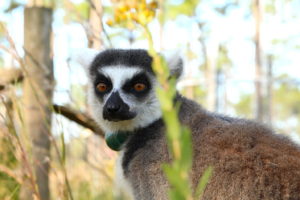 Ring-tailed lemur sits profile to camera but looking at camera