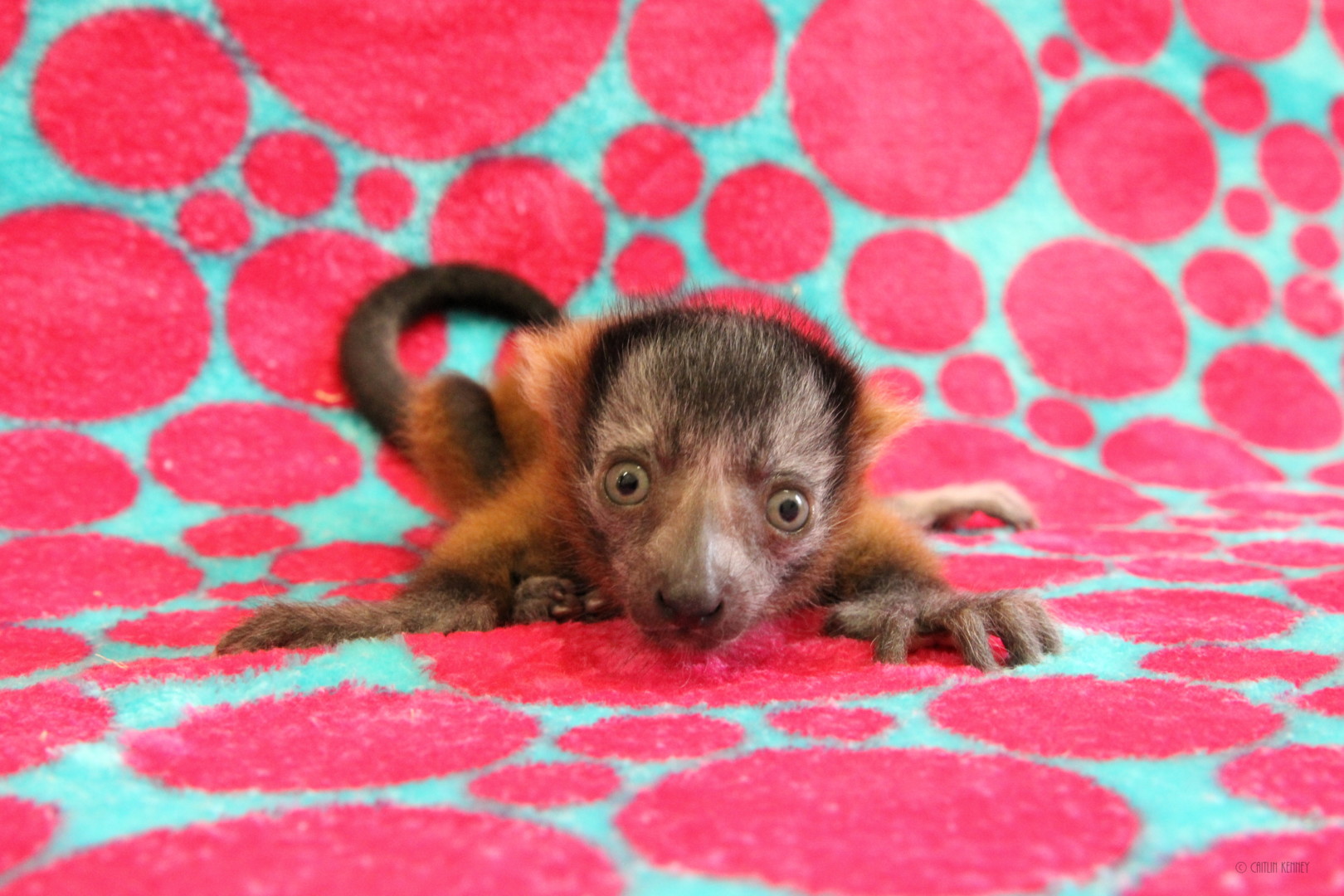 Red ruffed lemur triplet Onilahy as infant