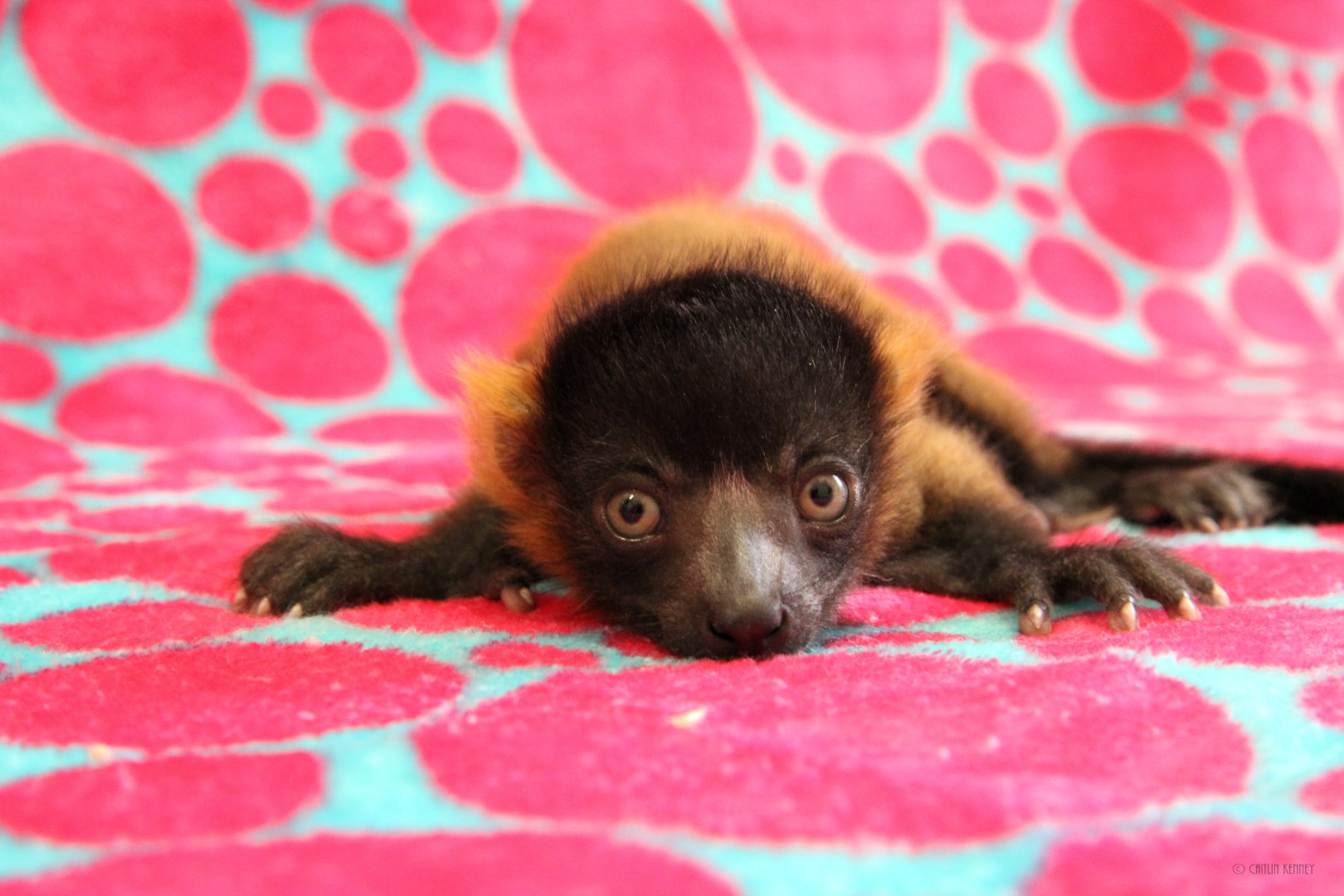 Red ruffed lemur triplet Mangoky as infant