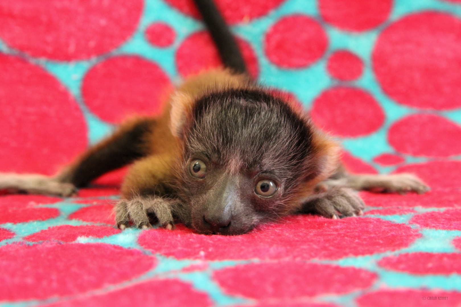 Red ruffed lemur triplet Betsiboka as infant