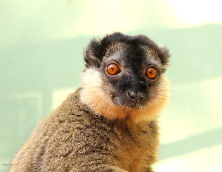 Male collared lemur looks at camera