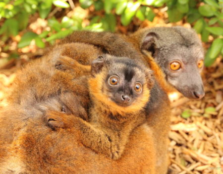 IMG_9244 Infant collared lemur wrapped around mom's abdomen and looking at camera