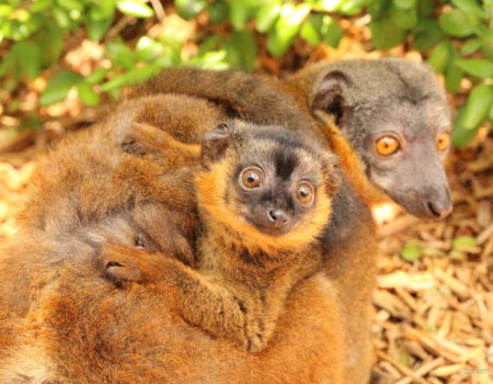 Infant collared lemur wrapped around mom's abdomen and looking at camera