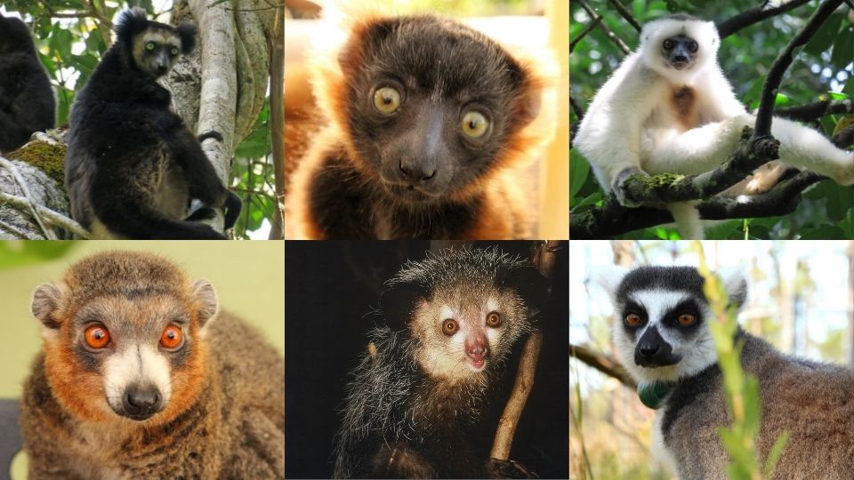 Collage of 6 critically endangered and endangered lemur species
