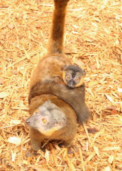 Collared lemur infant Voltaire curled around mom's abdomen