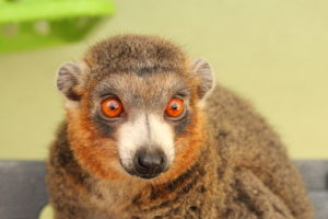 Mongoose lemur Julio looking to right of camera