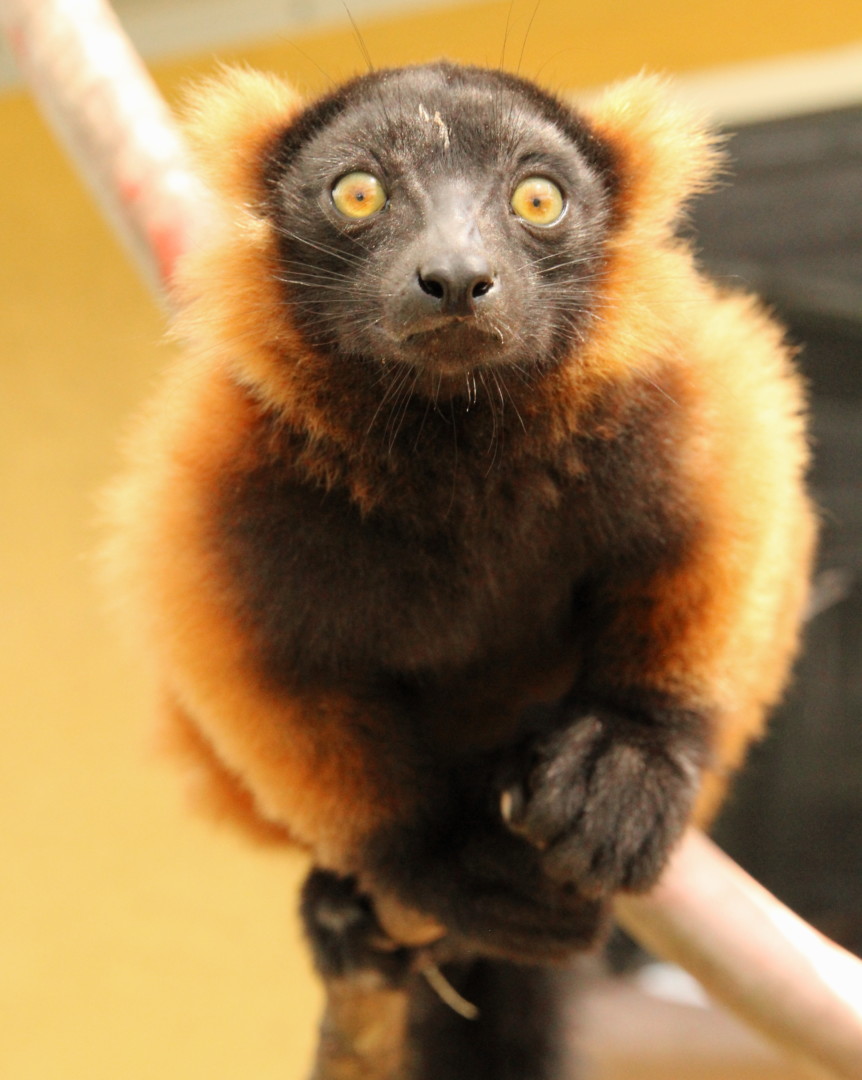 Red ruffed lemur triplet Mangoky