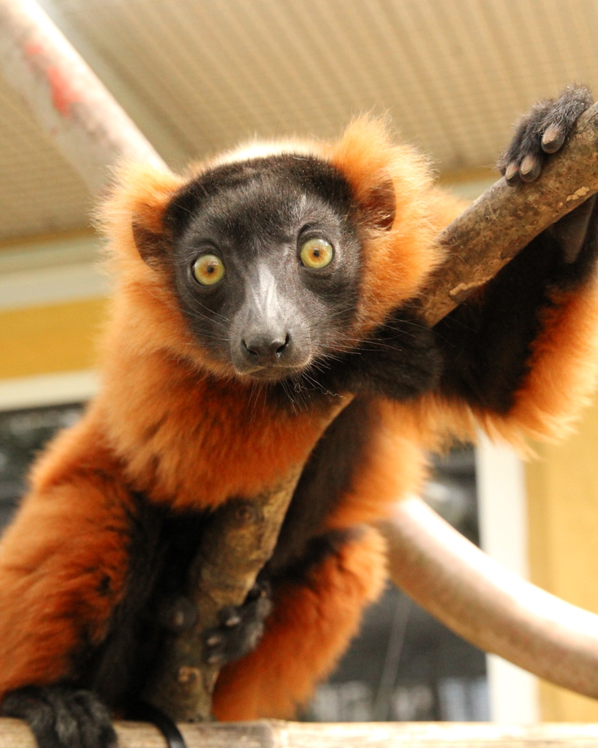 Red ruffed lemur triplet Onilahy