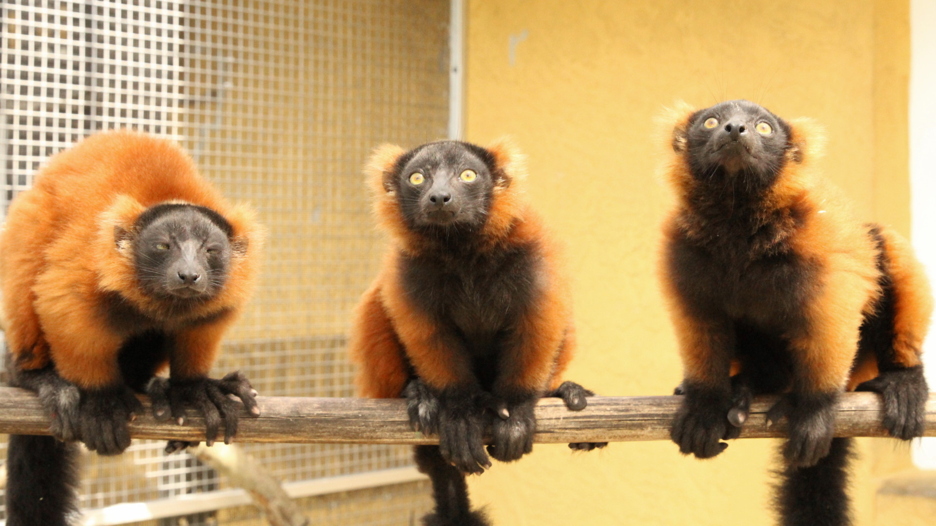 Red ruffed triplets in line on a branch