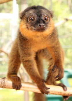 Infant Voltaire standing on branch and looking to right of camera