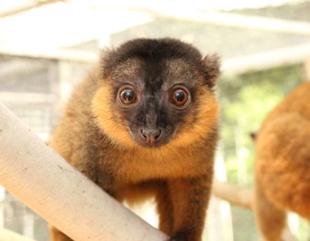 Infant Voltaire standing on branch and looking at camera