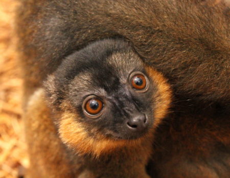 Voltaire 3 Collared lemur infant Voltaire huddled on mom