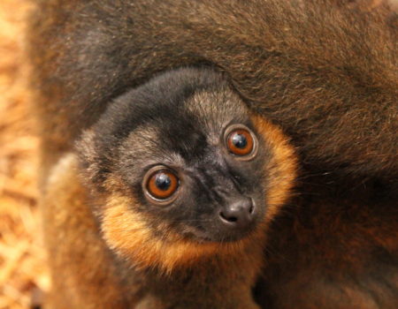 Collared lemur infant Voltaire huddled on mom