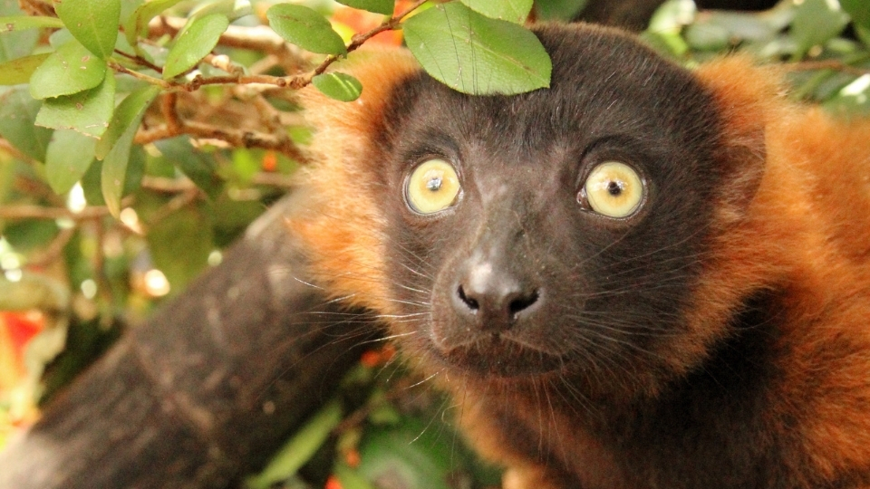Naming our red ruffed lemur infant