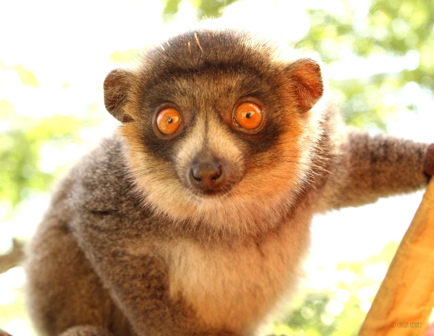 Close-up of mongoose lemur LaMelo