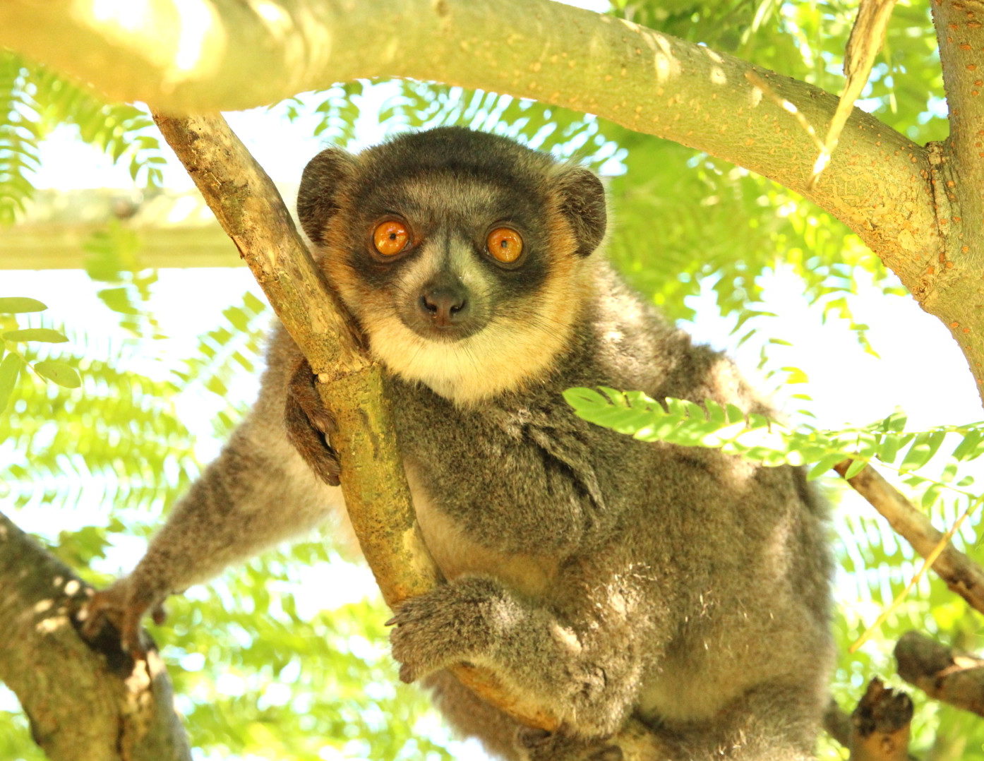 Mongoose lemur LaMelo in a tree looking at camera