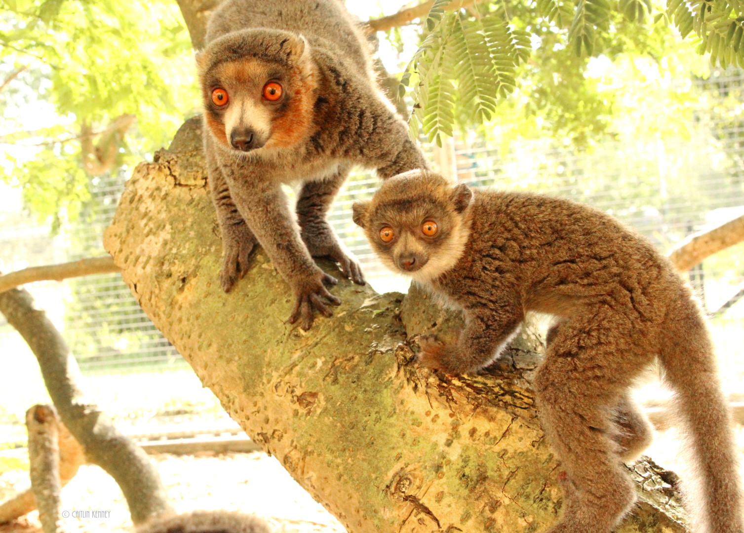 Mongoose lemur brothers Lonzo (L) and LaMelo (R)