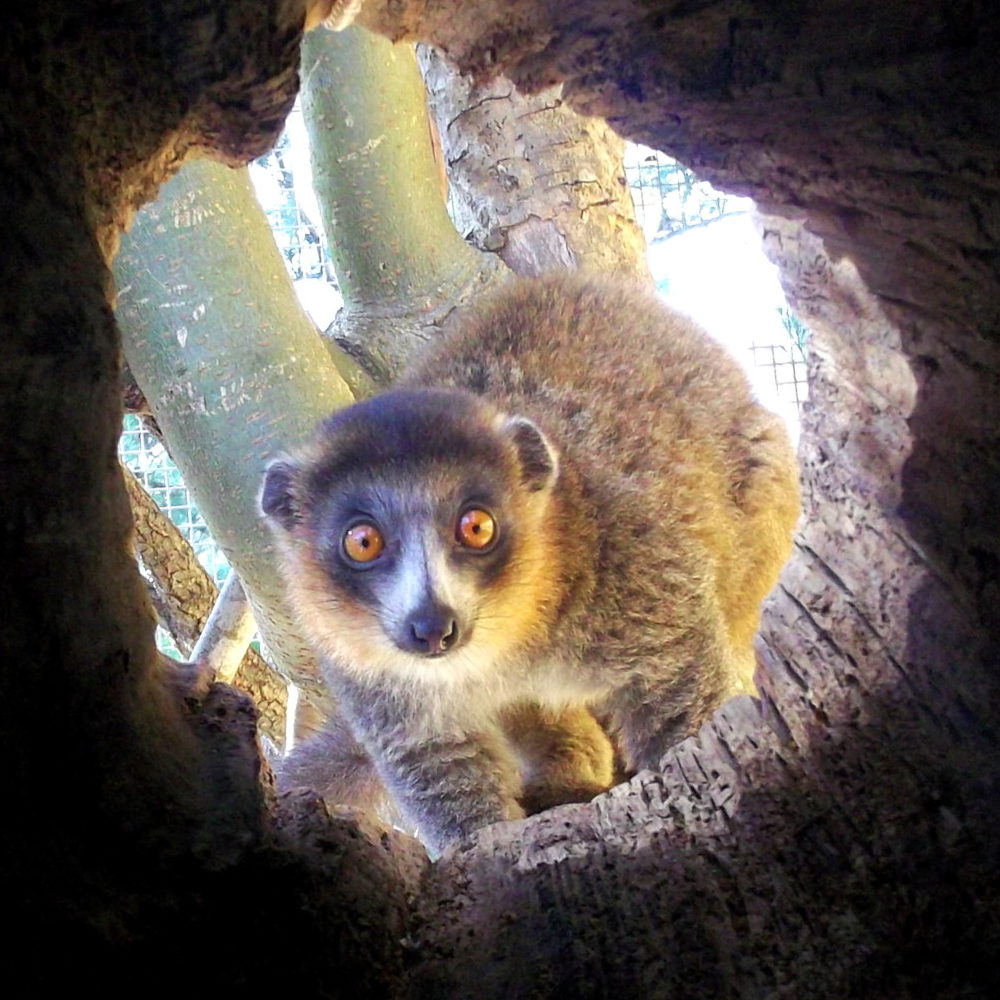 Mongoose lemur Andres looks at camera through wooden log