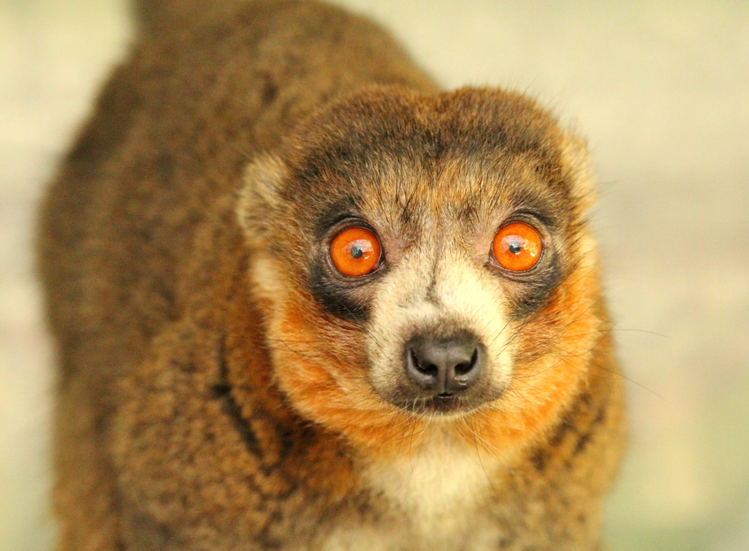 Mongoose lemur Bimbini looks straight at camera