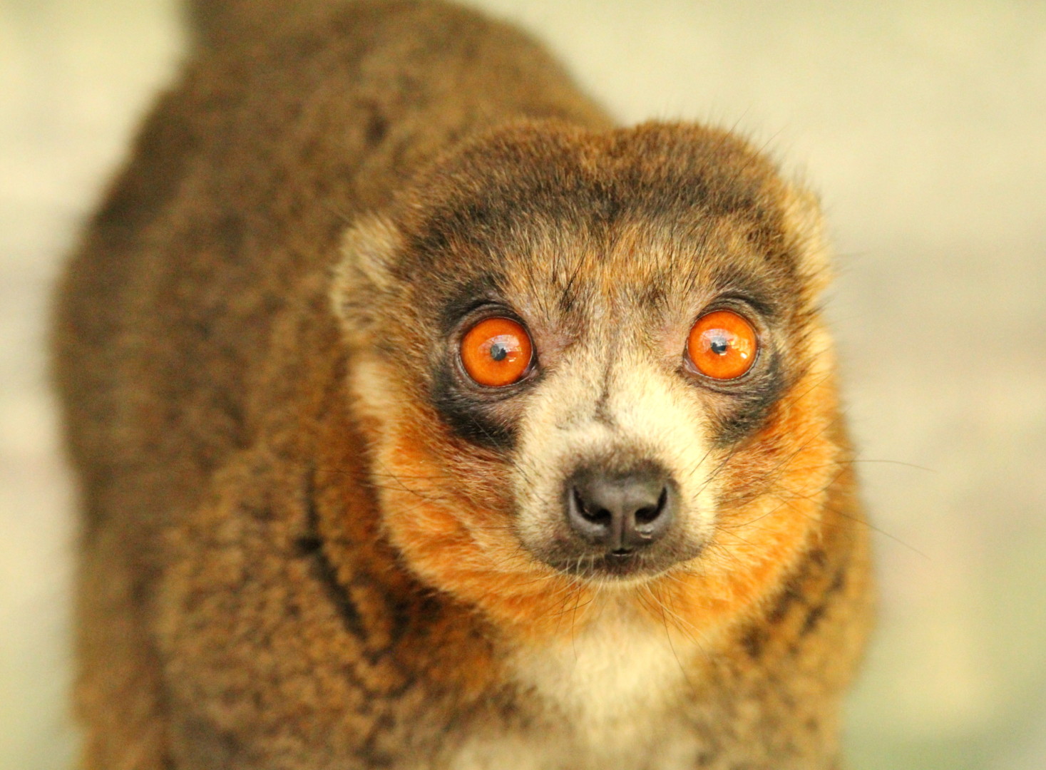 Bimbini 1 Mongoose lemur Bimbini looks straight at camera