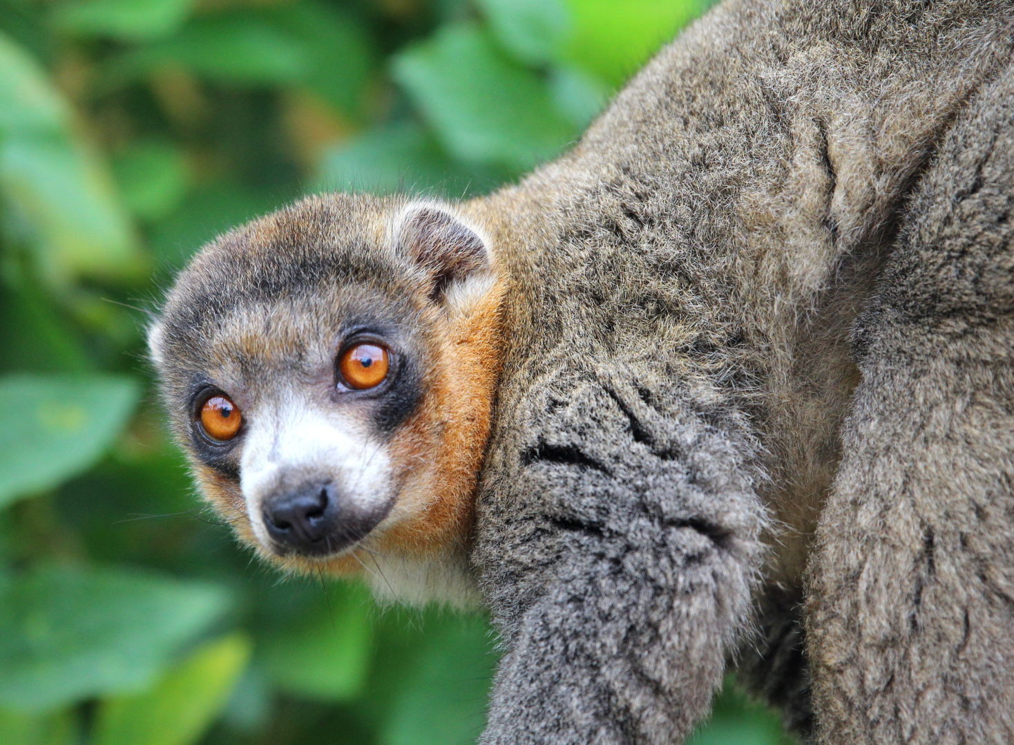 Mongoose lemur Bimbini looks at camera