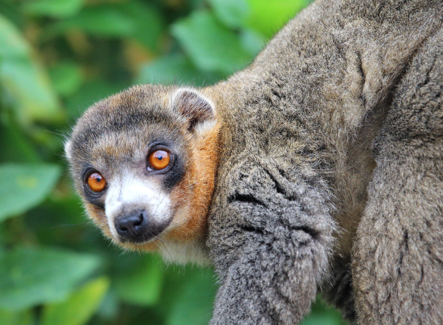 Bimbini 2 Mongoose lemur Bimbini looks at camera