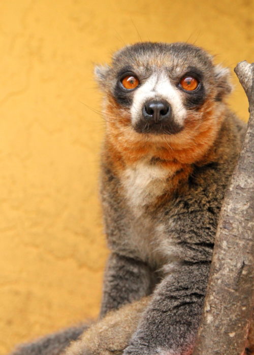 Mongoose lemur Bimbini looks condescendingly at camera