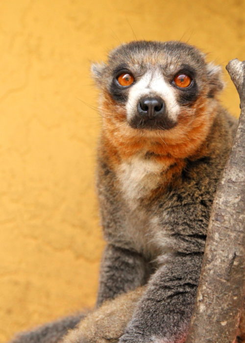 Bimbini 3 Mongoose lemur Bimbini looks condescendingly at camera