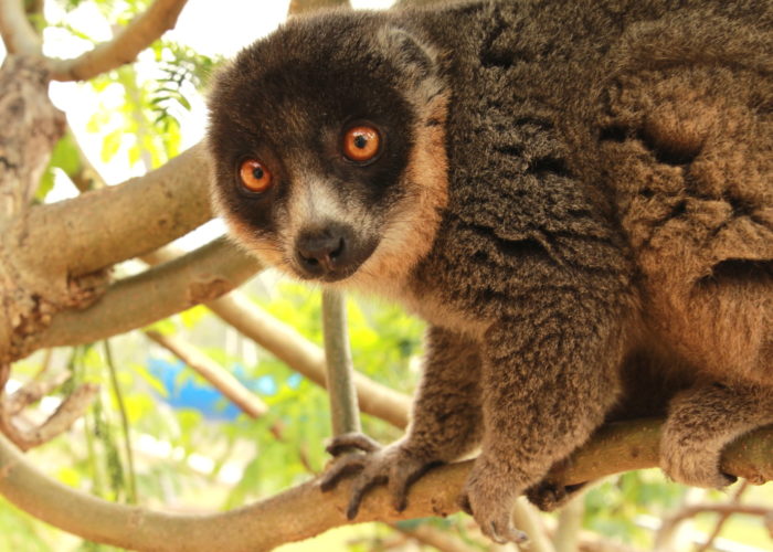 Mongoose lemur Emilia looks over shoulder at camera