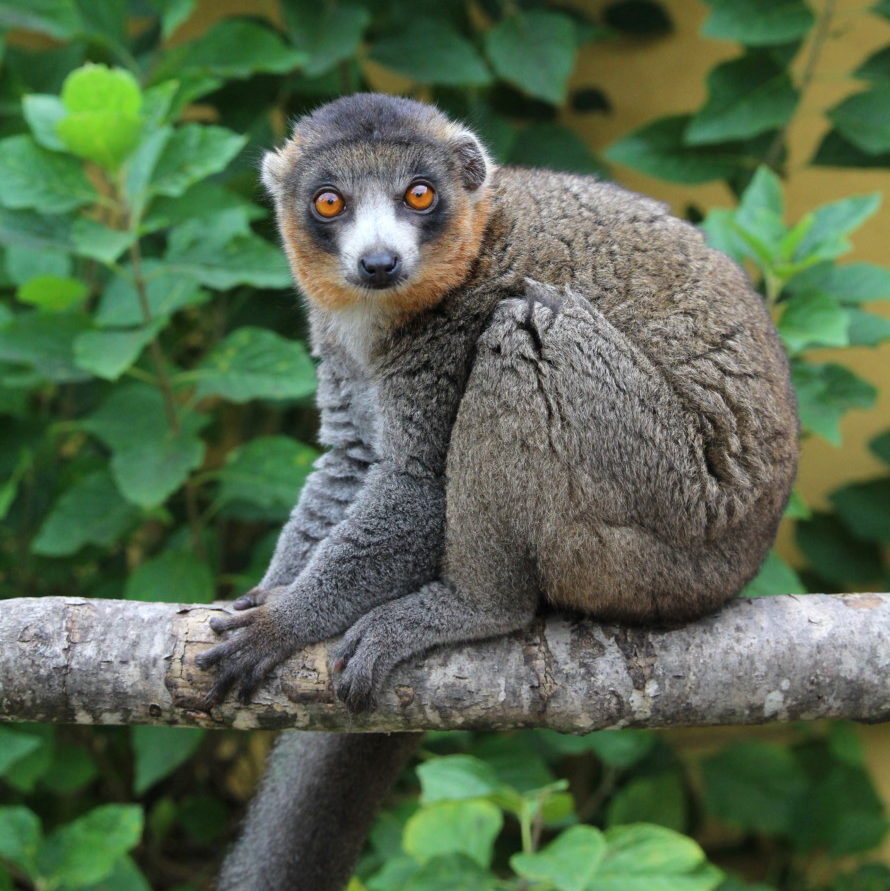 Mongoose lemur sitting on branch looking at camera