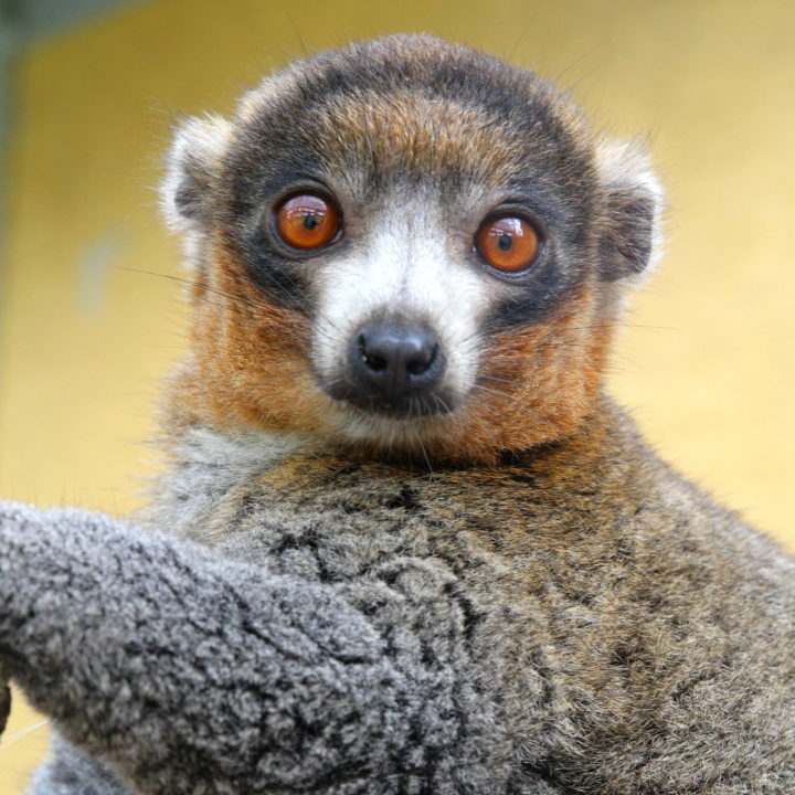Mongoose lemur Rico looks down at camera