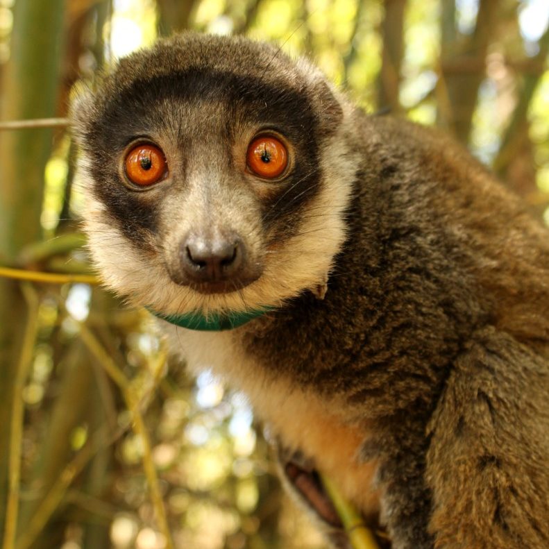 Mongoose lemur Luisa looks at camera in forest enclosure