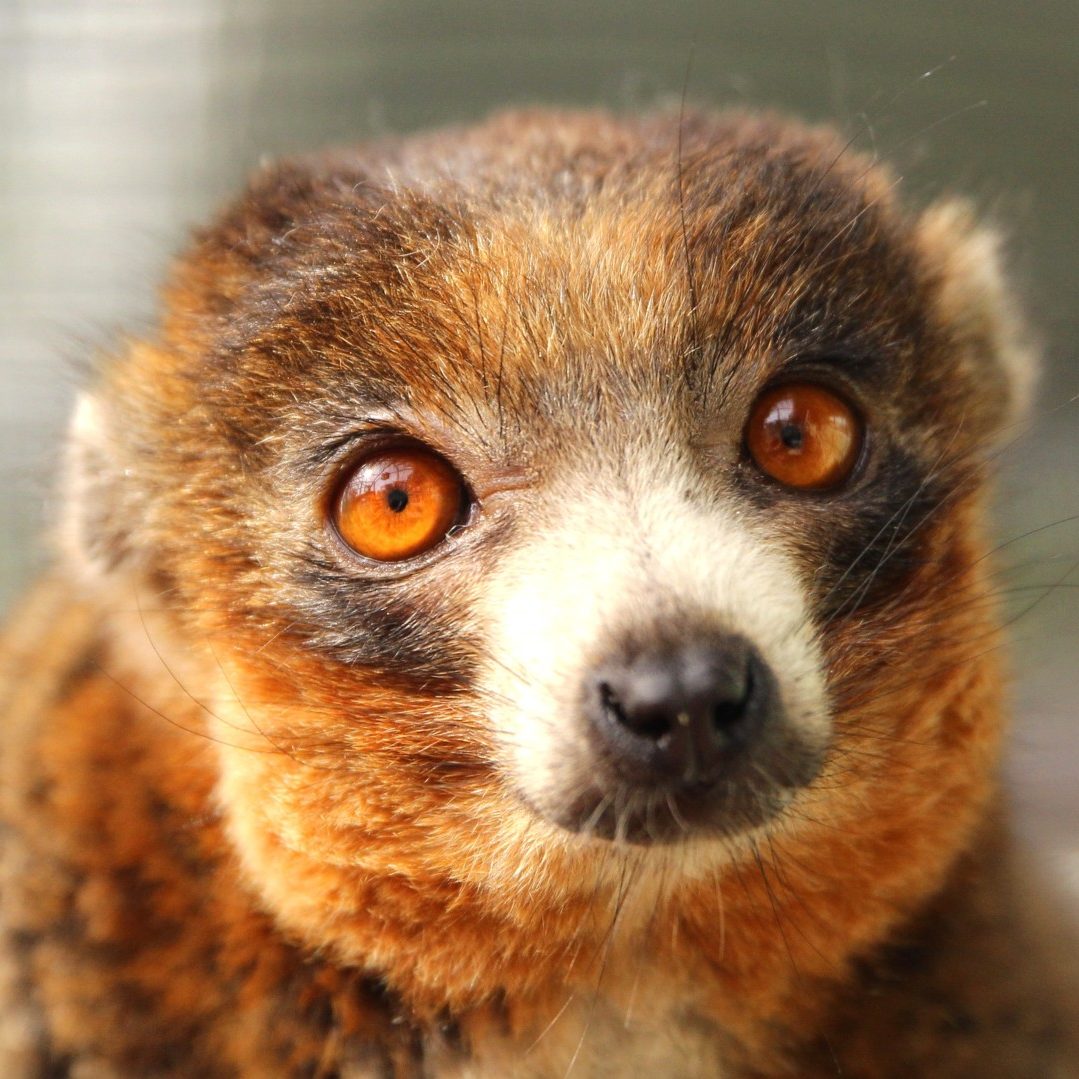Mongoose lemur Pablo close up