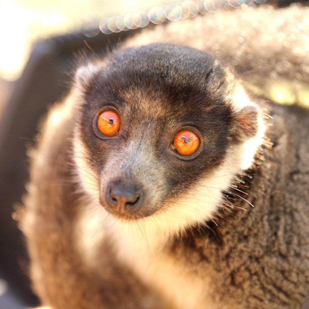 Mongoose lemur Rosalita with tail curled over shoulder