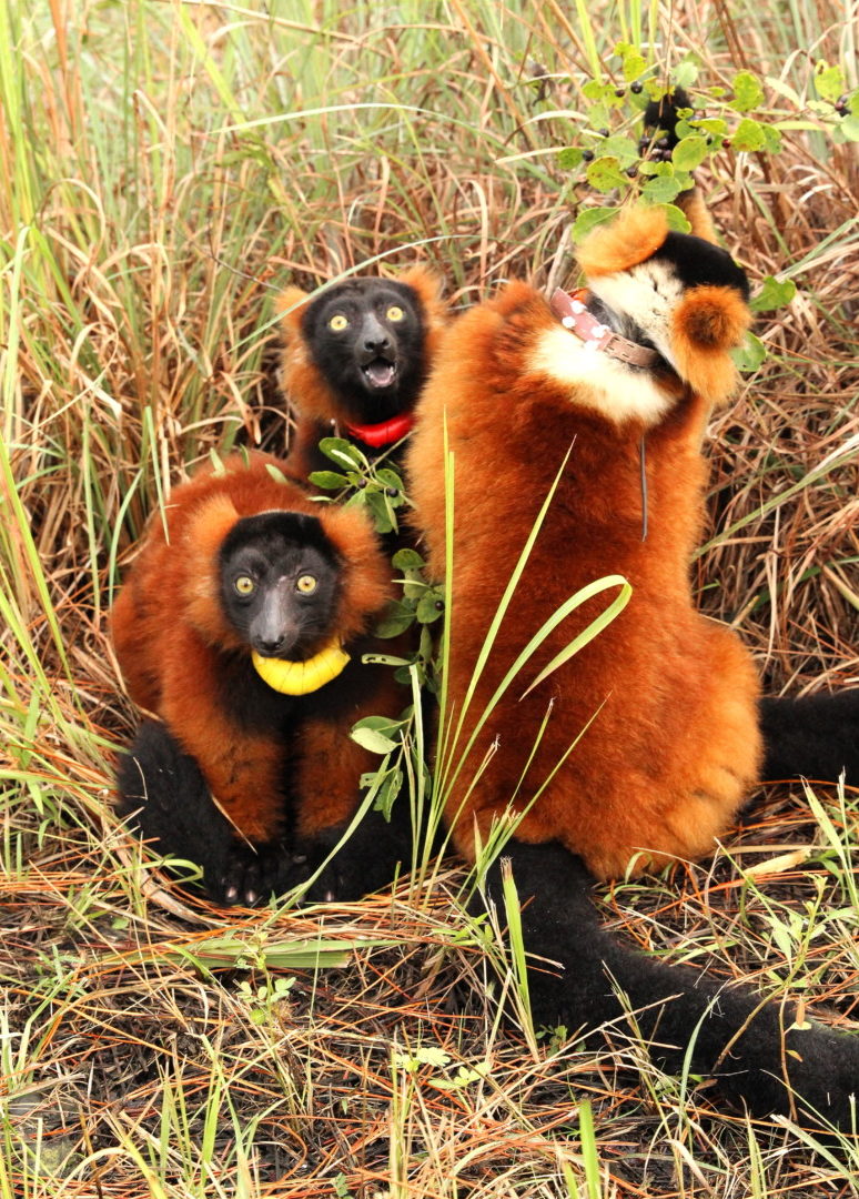Triplets Onilahy, Betsiboka and Mangoky sitting on ground and eating leaves
