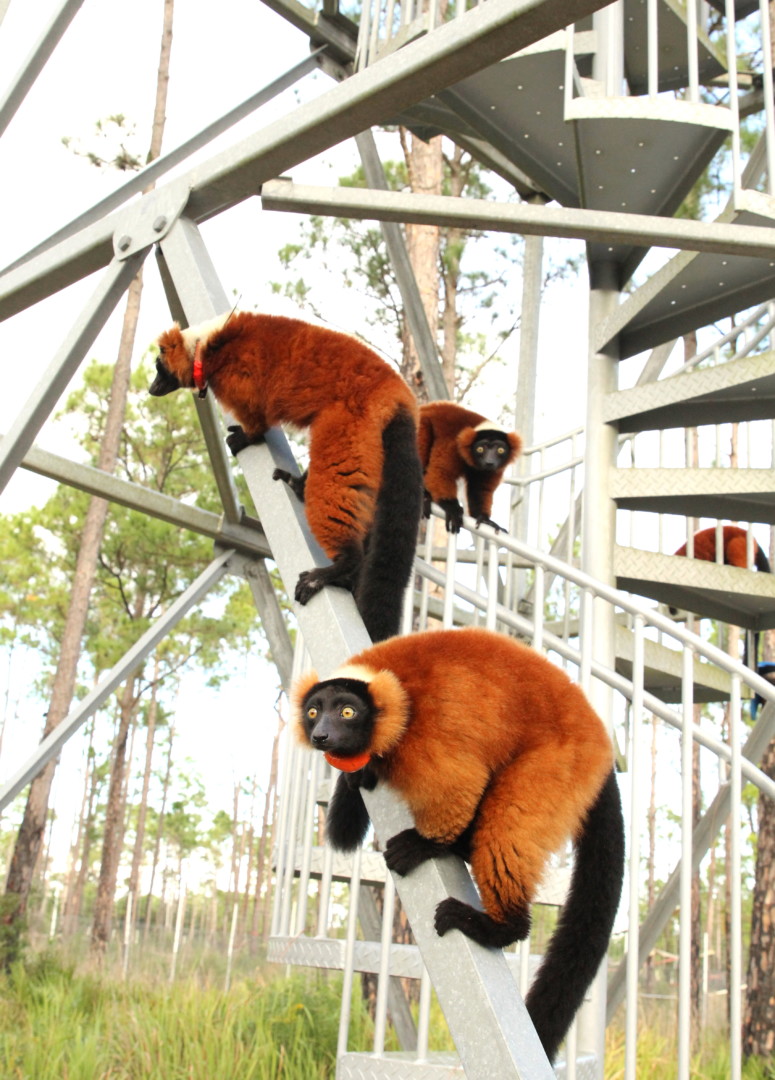 Red ruffed lemur family climbing the Lotus Tower