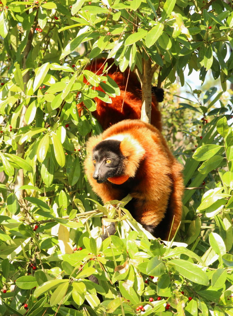 Red ruffe dlemur Mangoky climbing tree