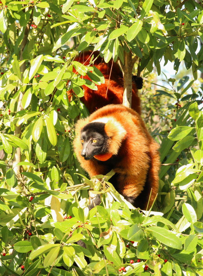 Triplets Forest 3 Red ruffe dlemur Mangoky climbing tree