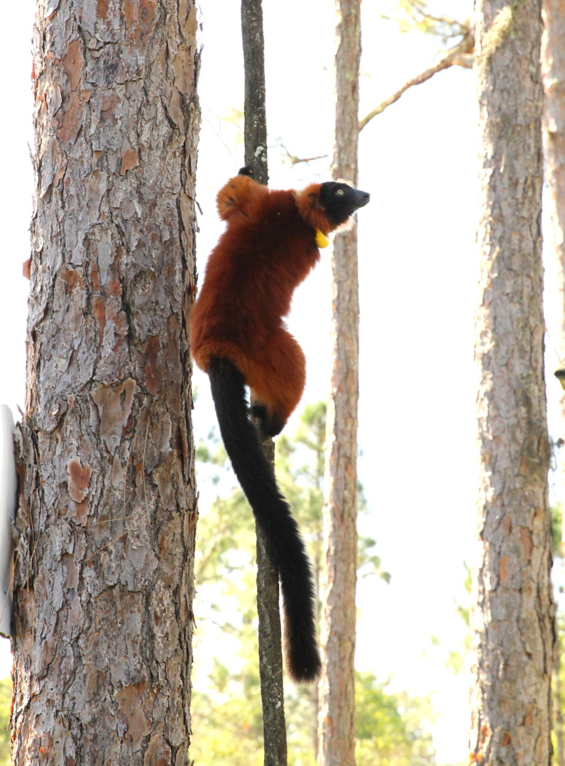 Red ruffed lemur Onilahy climbing skinny pine tree