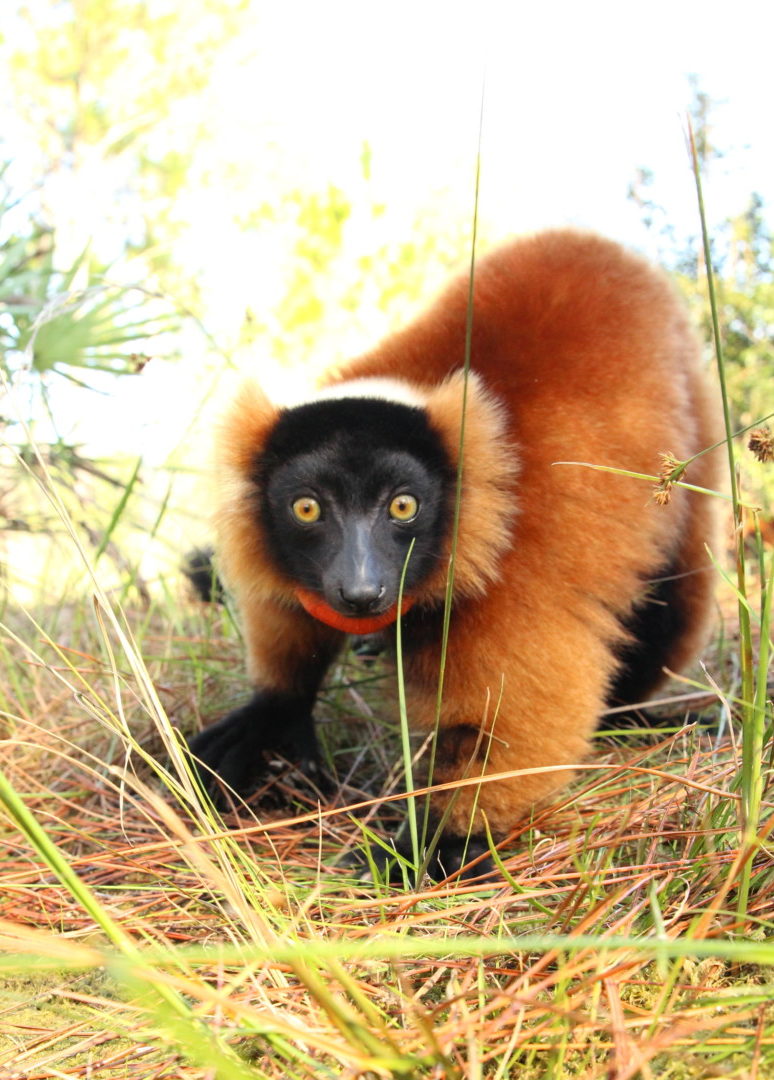 Triplets Forest 5 Red ruffed lemur Betsiboka walking on ground in forest