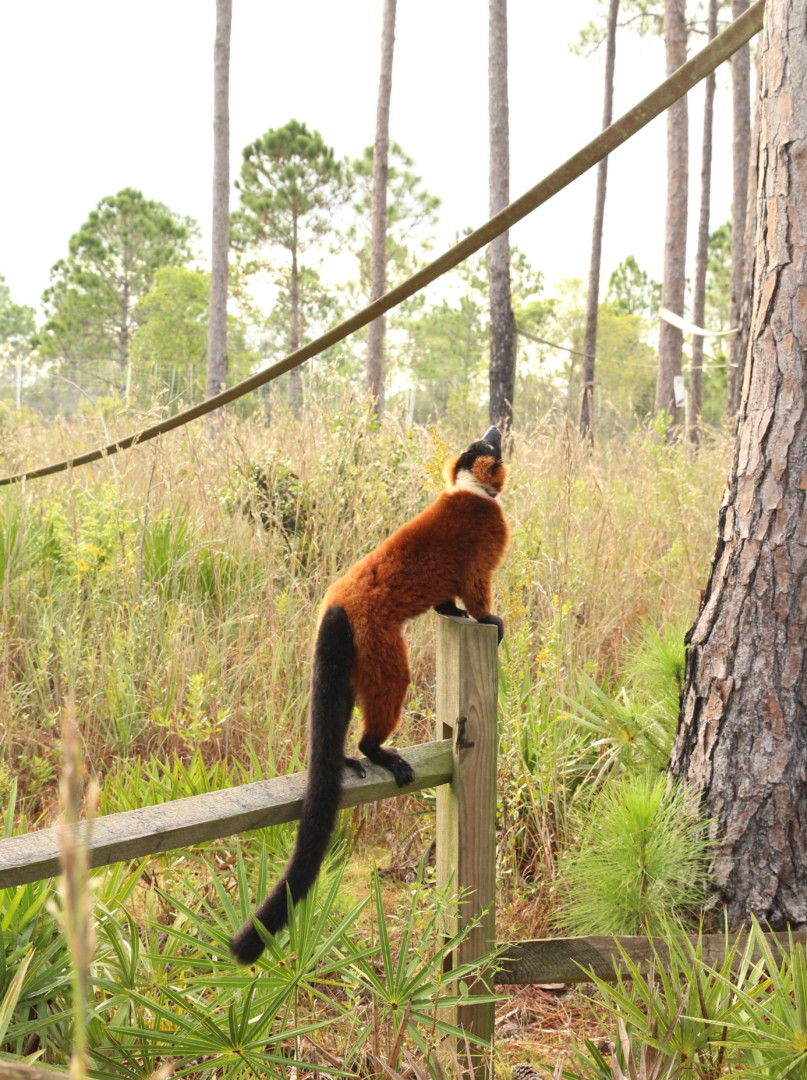 Triplets Forest 7 Red ruffed lemur Zazabe looks up into forest canopy