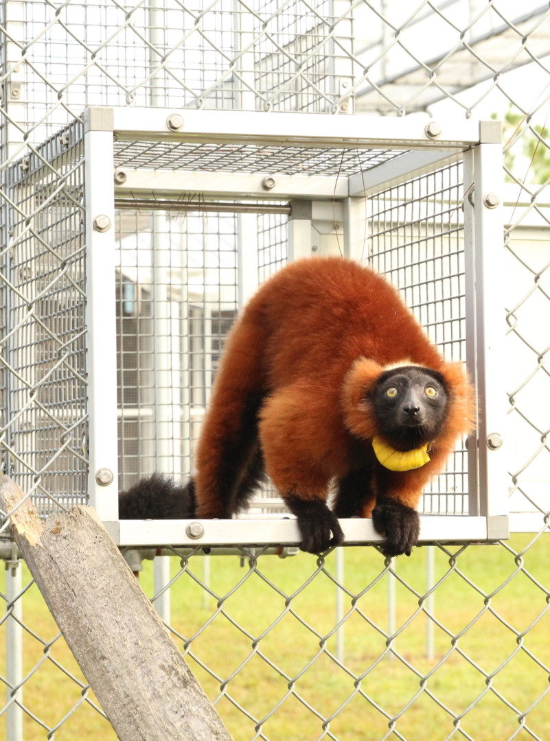 Red ruffed lemur Onilahy standing at end of overhead tunnel and looking into forest enclosure