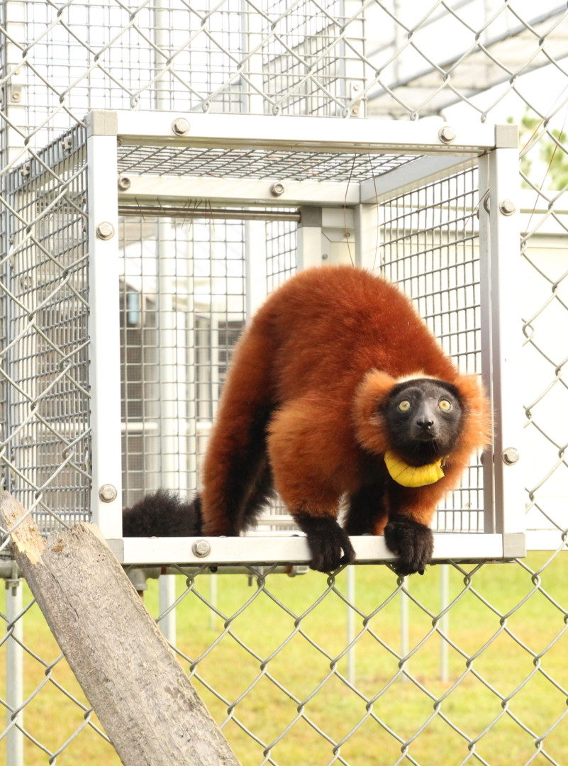 Triplets Forest 8 Red ruffed lemur Onilahy standing at end of overhead tunnel and looking into forest enclosure
